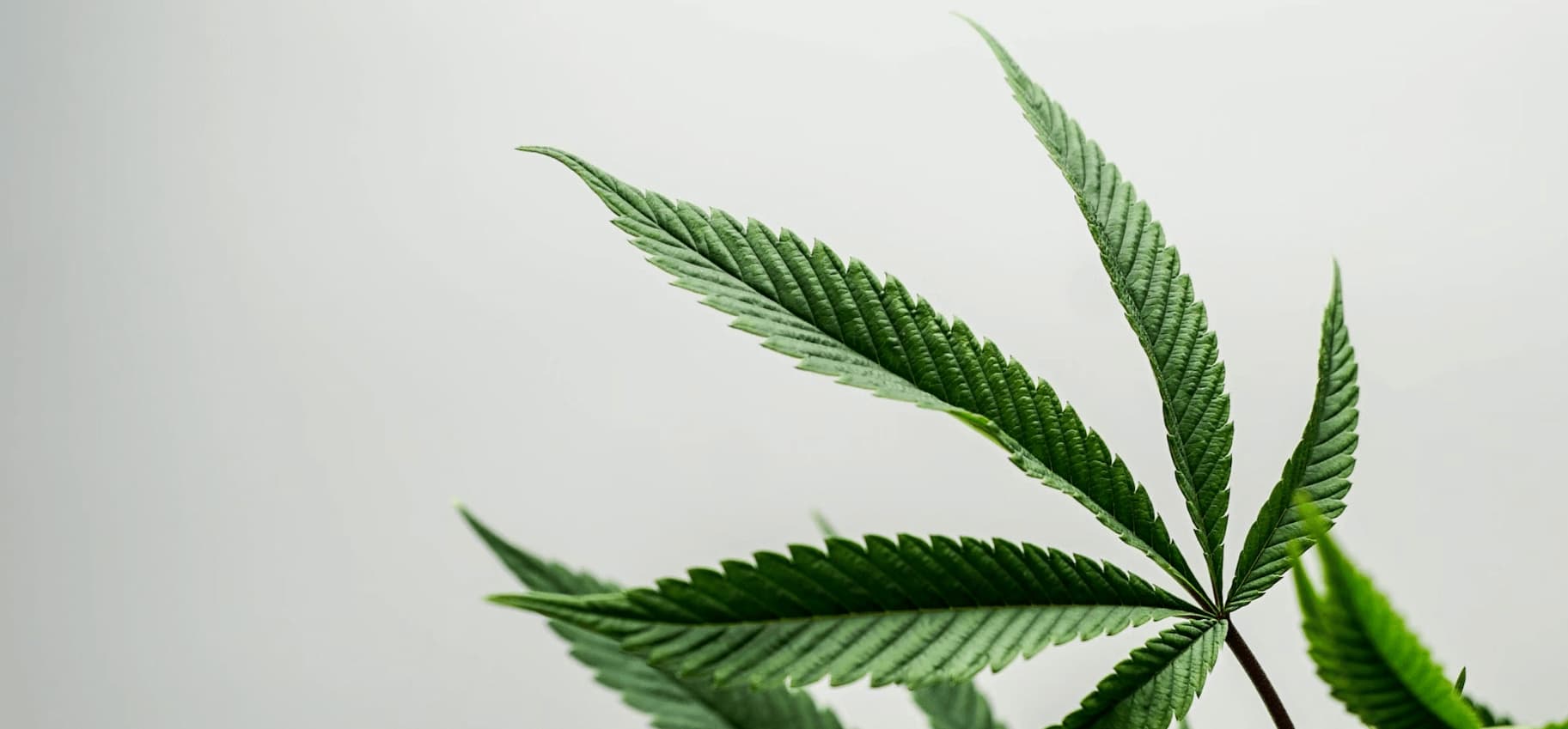 Semillas de cannabis para principiantes - Las variedades de cannabis más fáciles de cultivar para principiantes.