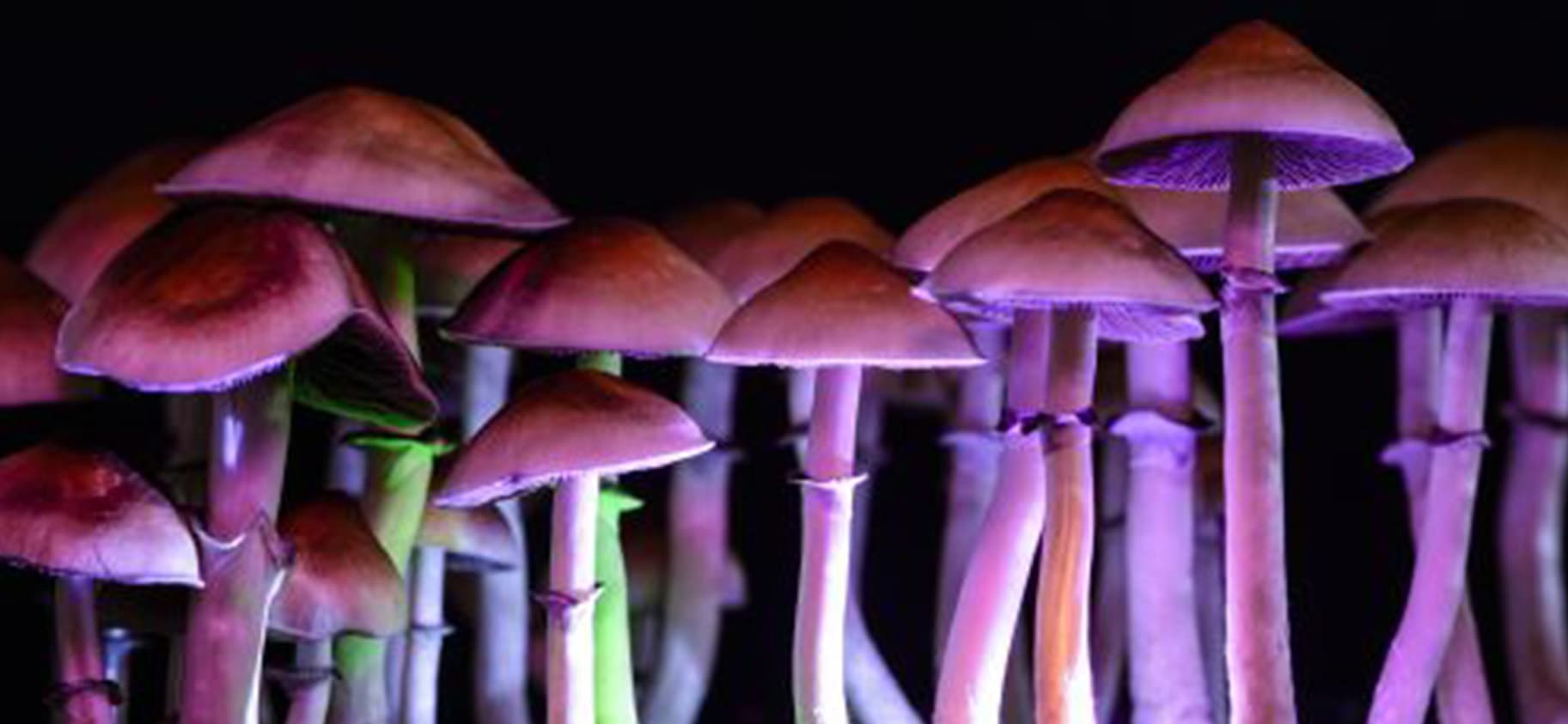 Grow magic mushrooms - how to successfully harvest for the next trip