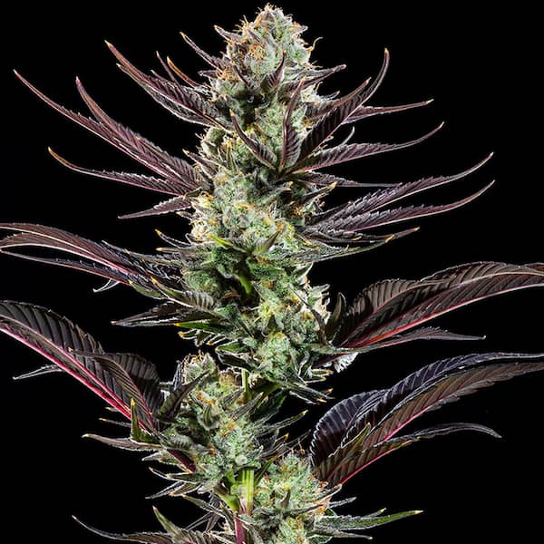 Thin Mint Frosting Samen > Barneys farm | Feminisierte Hanfsamen  |  Indica