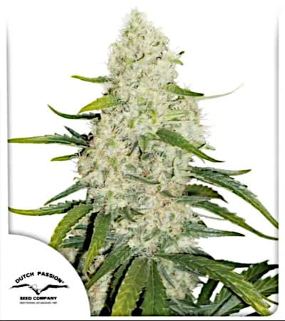 Think Big > Dutch Passion | Graines Autofloraison  |  Sativa