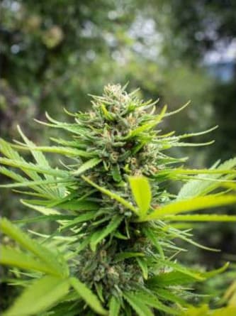 Think Fast > Dutch Passion | Feminized Marijuana   |  Sativa