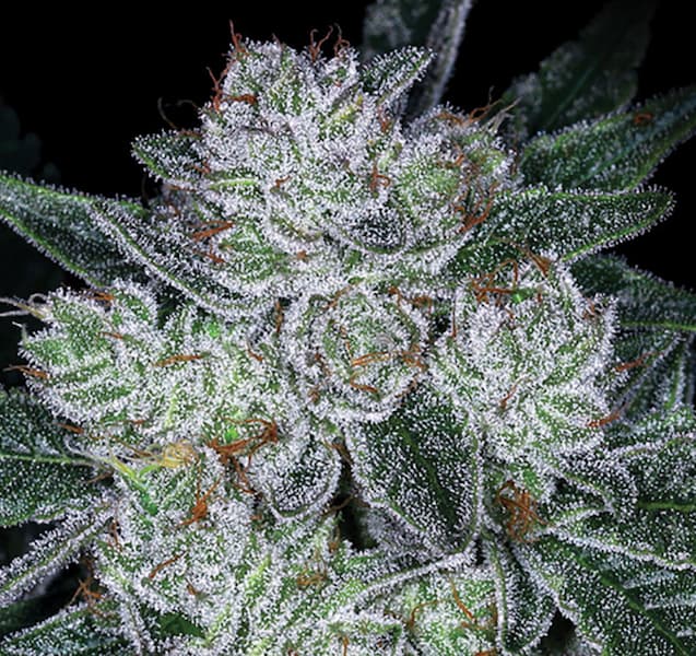 Think Tank Auto Samen > Anesia Seeds | Autoflowering Hanfsamen  |  Indica