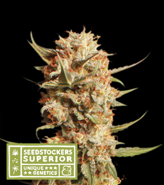 Thunder Banana Auto > Seed Stockers | Autoflowering Cannabis   |  Sativa