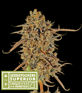 Thunder Banana > Seed Stockers | Graines Féminisées  |  Sativa