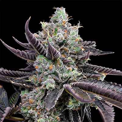 Tie Die > Cookies Seedbank | Feminized Cannabis   |  Hybrid