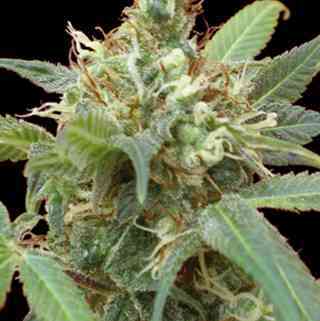 Tijuana > Blim Burn Seeds | Feminized Marijuana   |  Sativa