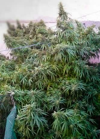 Tikal > ACE Seeds | Semillas Regulares  |  Sativa