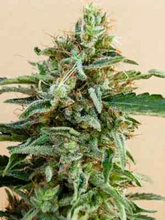 Tikal > ACE Seeds | Regular Marijuana   |  Sativa