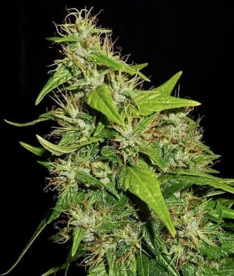 Tikal > ACE Seeds | Regular Cannabis   |  Sativa