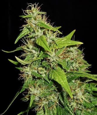 Tikal > ACE Seeds | Regular Marijuana   |  Sativa