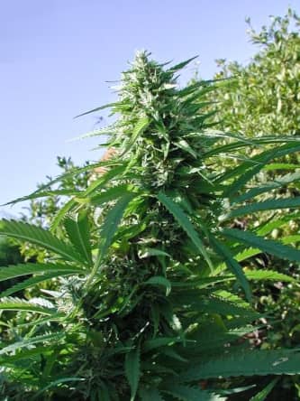 Tikal > ACE Seeds | Regular Marijuana   |  Sativa