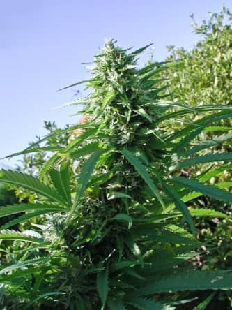 Tikal > ACE Seeds | Regular Cannabis   |  Sativa