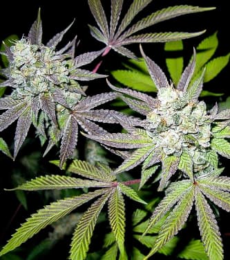 Tiramisu > The Cali Connection | Feminized Marijuana   |  hybrid