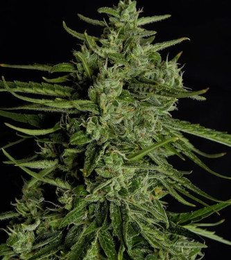 Auto Titan F1 > Royal Queen Seeds | Autoflowering Cannabis   |  Hybrid