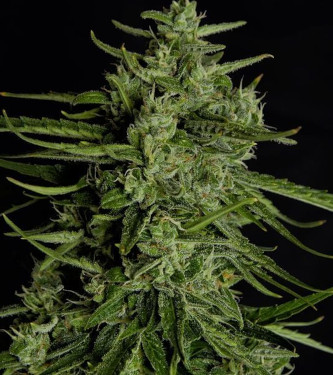 Auto Titan F1 > Royal Queen Seeds | Autoflowering Hanfsamen  |  Hybrid