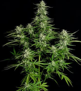 Auto Titan F1 > Royal Queen Seeds | Semillas autoflorecientes  |  Híbrido