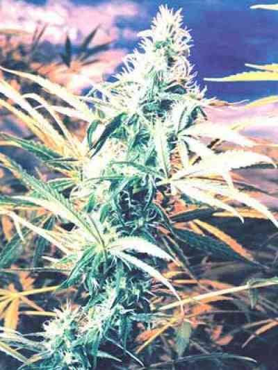 Titans Haze AKA Fuma con Diablos semilla > The Flying Dutchmen | Semillas Regulares  |  Sativa