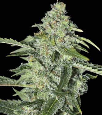 TNT Kush CBD > Eva Female Seeds | Feminized Marijuana   |  Indica