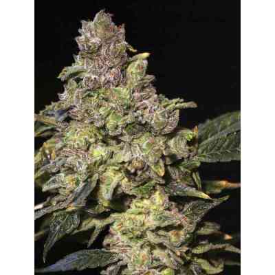 TNT Kush Seed > Eva Female Seeds | Feminized Marijuana   |  Indica