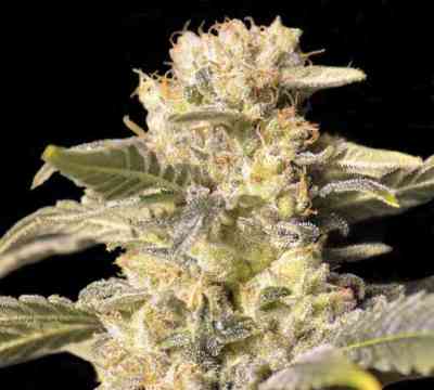TNT Kush CBD > Eva Female Seeds
