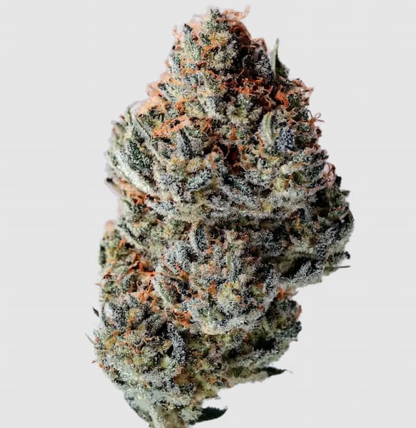 Toad Poison Auto Samen > Growers Choice | Autoflowering Hanfsamen  |  Indica
