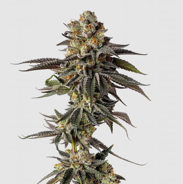 Toad Poison Auto Samen > Growers Choice | Autoflowering Hanfsamen  |  Indica
