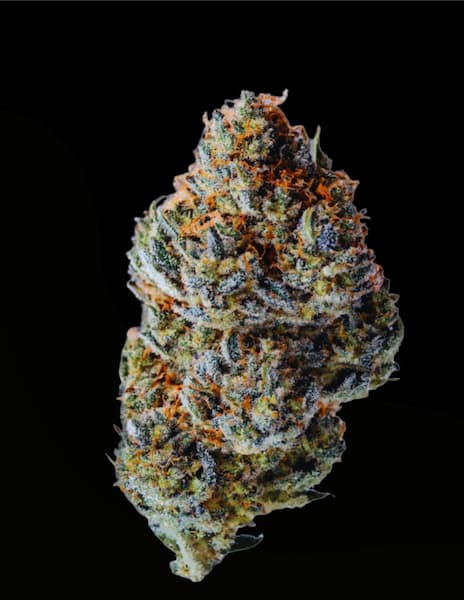 Toad Venum Seed > Growers Choice | Feminized Cannabis   |  Indica