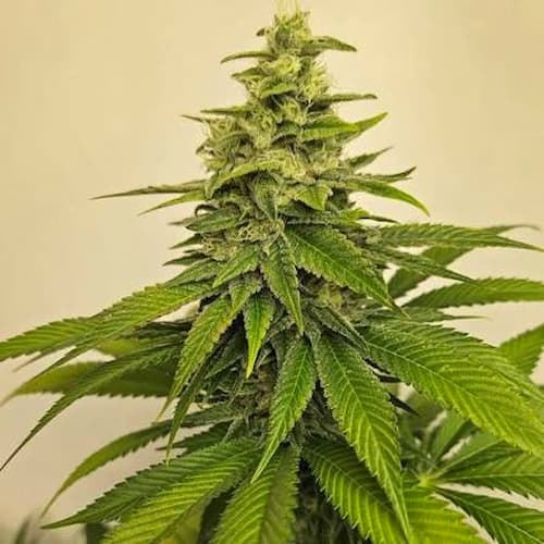 Toad Venum Seed > Growers Choice | Feminized Cannabis   |  Indica