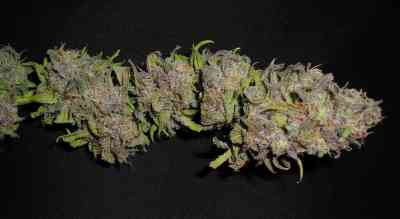 Toof Decay > Mephisto Genetics | Autoflowering Cannabis   |  Indica