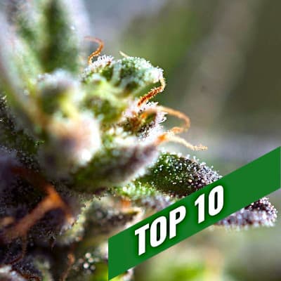 Hanfsamen Empfehlungen | TOP 10 THC Maximal Auto