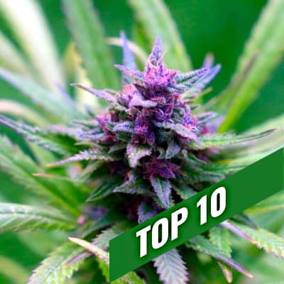 TOP 10 Auto Flowering