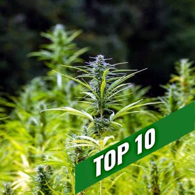 NUESTRAS RECOMENDACIONES DE SEMILLAS DE MARIHUANA | TOP 10 variedades rápidas