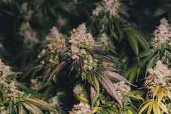 Recommendations | TOP 10 fast strains Recommendations | TOP 10 fast strains