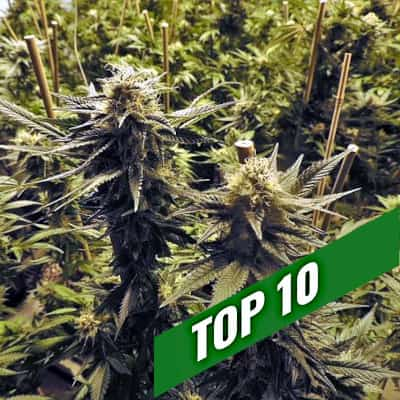 Cannabis seeds recommendations | TOP 10 Feminized