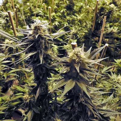 Recommendations | TOP 10 Feminized Recommendations | TOP 10 Feminized