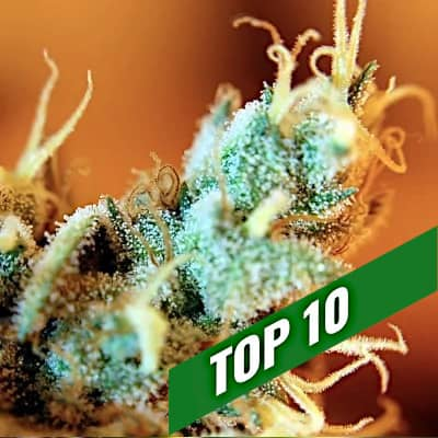 TOP 10 THC MAXIMAL HOCH