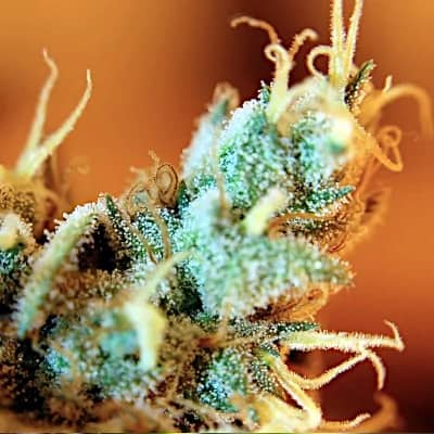 Recommendations | TOP 10 maximum THC Recommendations | TOP 10 maximum THC