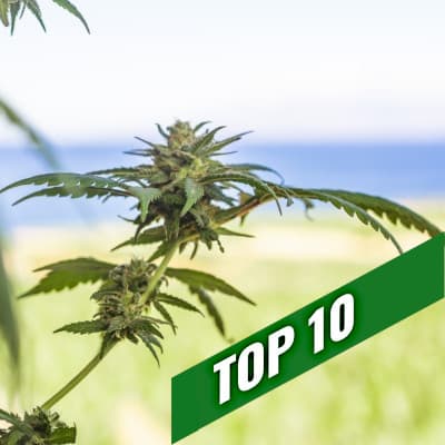 NOS RECOMMANDATIONS DE GRAINES DE CANNABIS | TOP 10 Outdoor