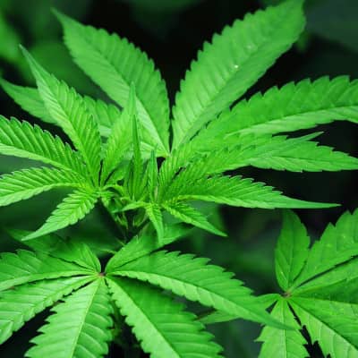 Recommendations | TOP 10 sativa strains Recommendations | TOP 10 sativa strains