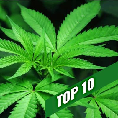 TOP 10 sativa strains