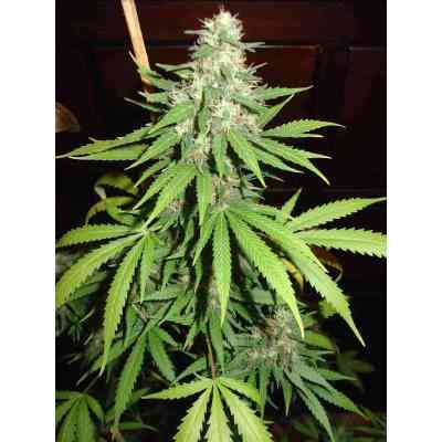 TOP44 Samen > Homegrown Fantaseeds | Feminisierte Hanfsamen  |  Indica