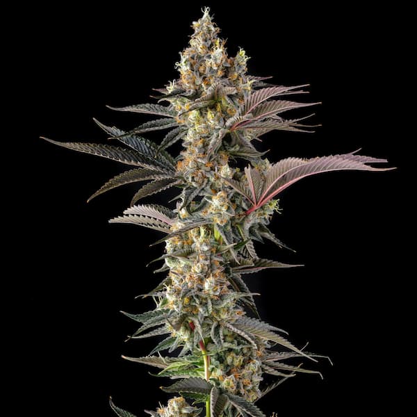 Tostones Samen > Compound Genetics Seeds | Feminisierte Hanfsamen  |  Hybrid