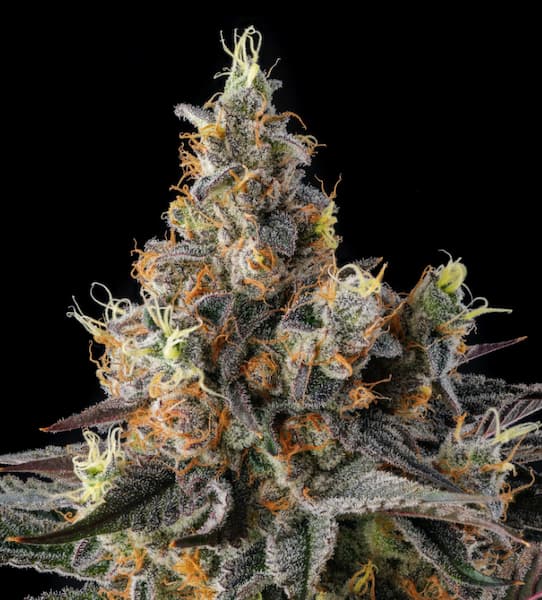 Tostones Samen > Compound Genetics Seeds | Feminisierte Hanfsamen  |  Hybrid