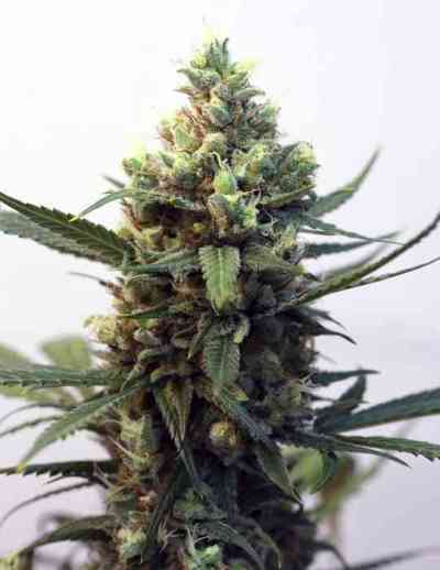 Toxic > Ripper Seeds | Feminisierte Hanfsamen  |  Hybrid