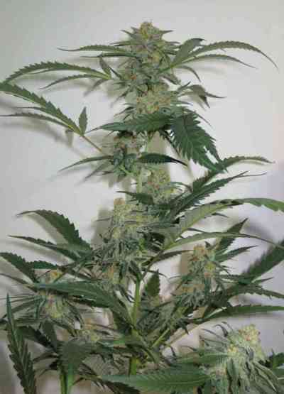 Toxic > Ripper Seeds | Feminisierte Hanfsamen  |  Hybrid