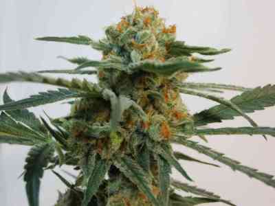 Toxic > Ripper Seeds | Semillas feminizadas  |  Híbrido