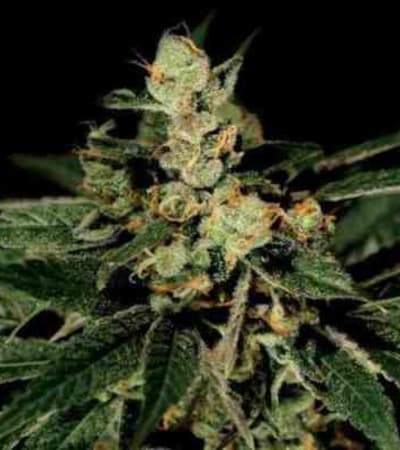 TrainWreck > Green House Seed Company | Feminisierte Hanfsamen  |  Hybrid