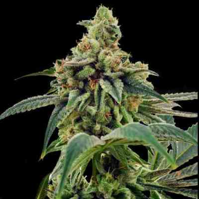 Training Day > DNA Genetics | Feminized Marijuana   |  Indica