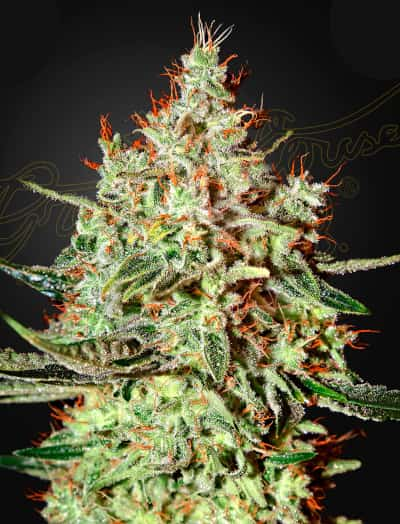 TrainWreck > Green House Seed Company | Feminized Marijuana   |  hybrid