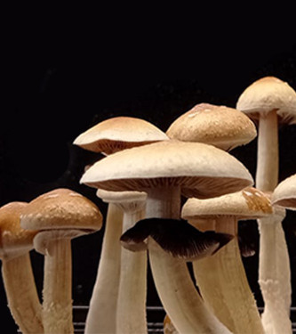 Transkei > Magic Mushrooms